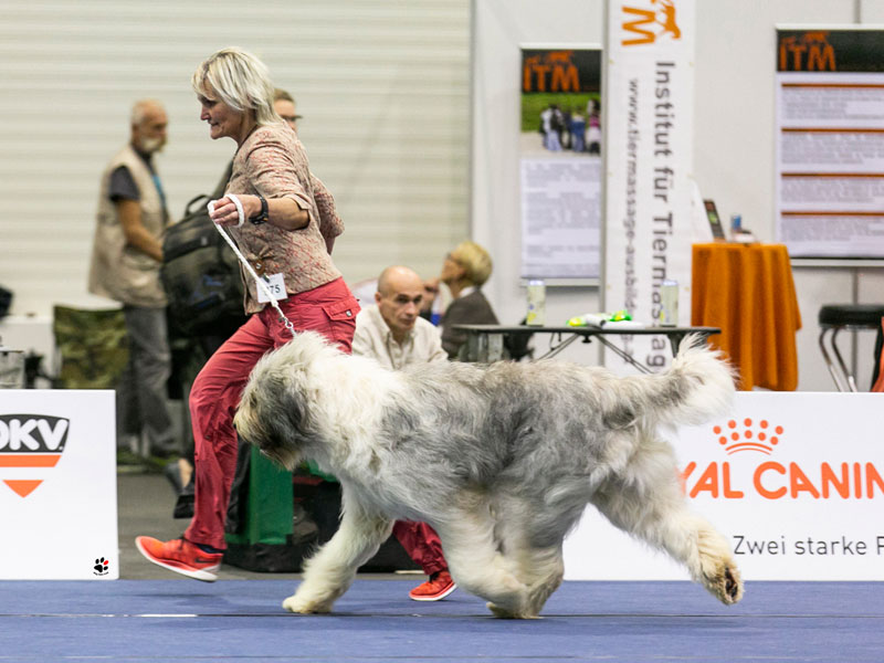 2x CACIB Tulln